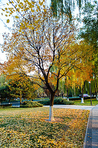 秋冬地坛公园里的枫叶银杏树木落叶景象图片