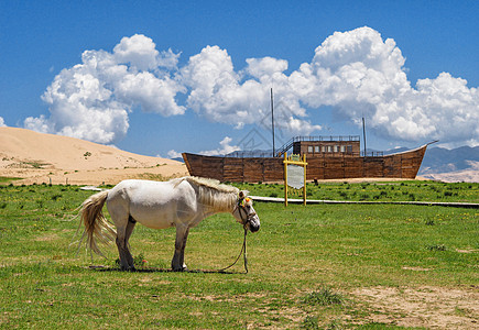 青海湖沙岛沙岛的马高清图片
