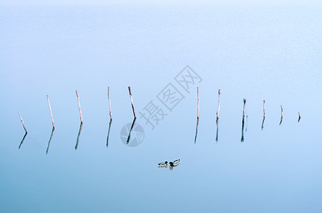 湖水插画蓝色湖面上的一对鸳鸯背景