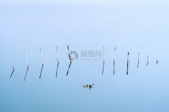 蓝色湖面上的一对鸳鸯图片