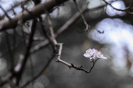 盛开的花背景图片