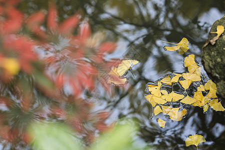 枫叶水初冬的落叶背景