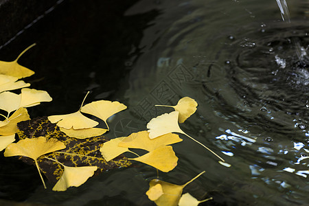 初冬的落叶背景图片