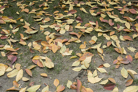 初冬的落叶背景图片