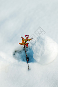 冬季植物雪地里的植物背景