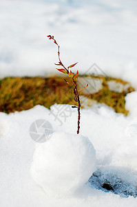 冬天的雪草坪倔强高清图片