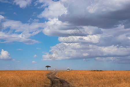 非洲马赛马拉大草原图片