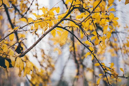 秋天逐渐凋零的黄叶背景图片