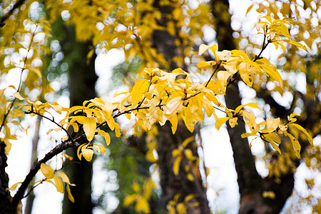 初秋变黄的叶子特写图片