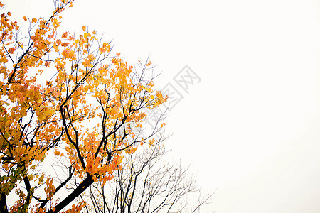 秋枫背景图片