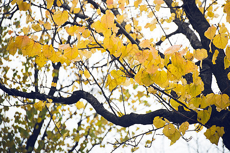 美丽的秋天黄叶图片