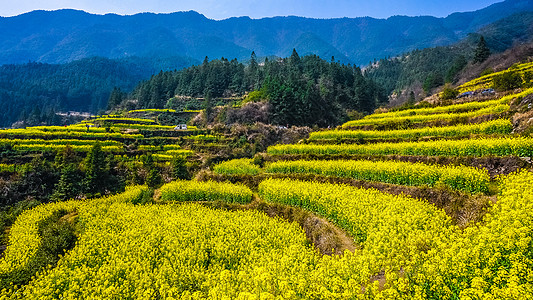 婺源油菜花江西婺源风光背景