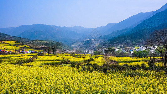 江西油菜花江西婺源风光背景