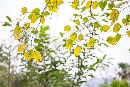 泛黄的树叶图片