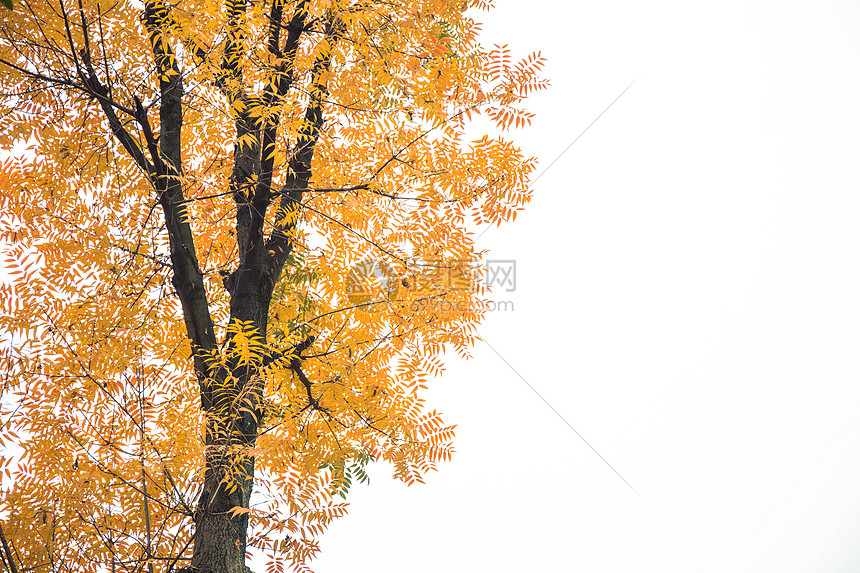 一颗满是黄叶的树图片