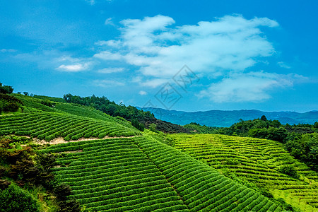 茶园风光图片