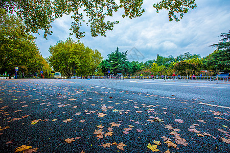 梧桐落叶落叶的柏油路面背景