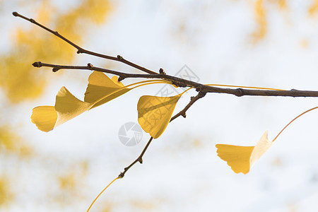 秋天的银杏图片