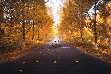 唯美秋季风景秋季童话公园背景