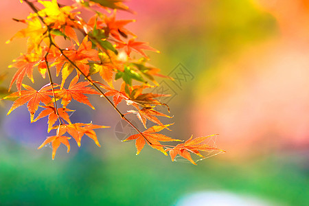 苏州天平山秋色图片