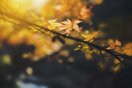 秋叶图片