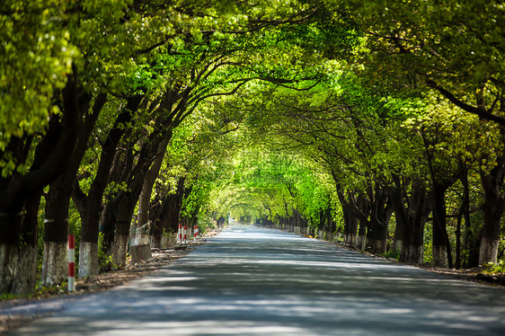 绿树成荫的道路图片