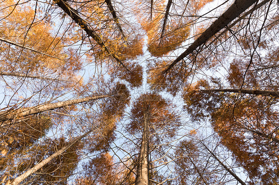 金黄色的秋天树林仰拍