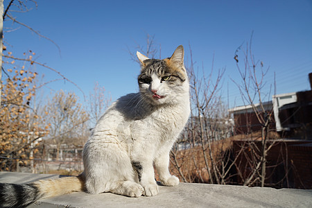 冬日里晒太阳的猫图片