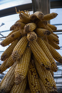 深秋初冬的玉米图片