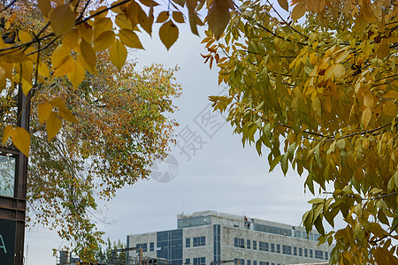深秋黄色的叶子图片