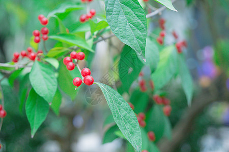 冬季成熟的小红果背景图片