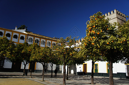 冬季植物西班牙塞维利亚的冬天背景