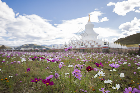 尊胜塔林前的格桑花背景