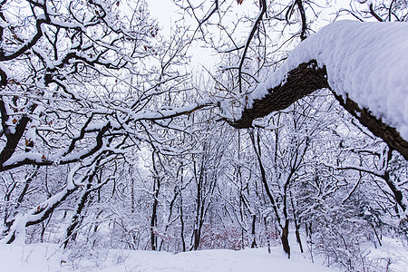 冬天被大雪覆盖的森林高清图片