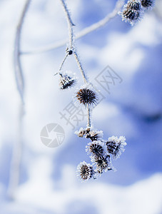 雾雪冬天结满雾松的一株小草背景