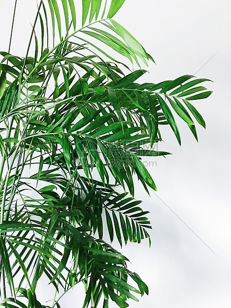 大叶子绿植图片素材_免费下载_jpg图片格式_vrf高清图片500758873_摄