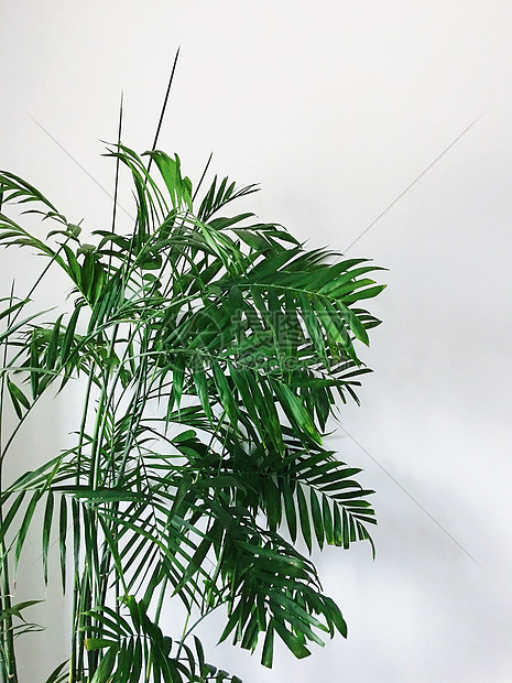 大叶子绿植图片素材_免费下载_jpg图片格式_vrf高清图片500758878