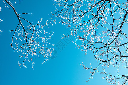 冬天雪松下过雪的树枝背景