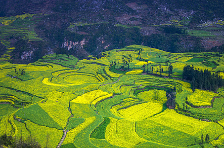 螺丝田罗平油菜花田背景