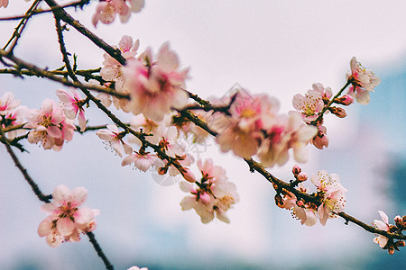 桃花盛开，清新文艺图片