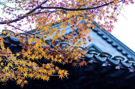 秋天房屋前的黄色枫叶图片