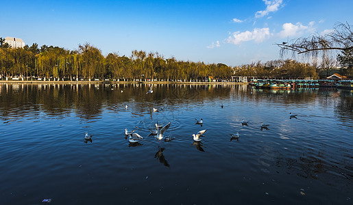 春暖春城背景图片