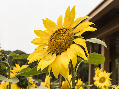 阳光唯美素材图片