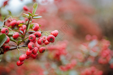 冬日野果红色野果高清图片