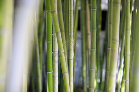 中国元素竹子高清图片下载-正版图片500763261-摄图网