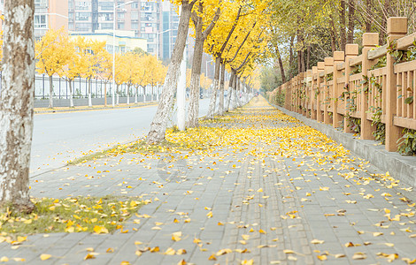 银杏树与人行道背景图片