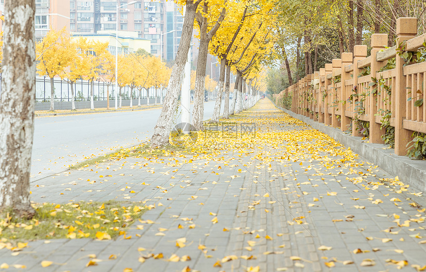 银杏树与人行道图片