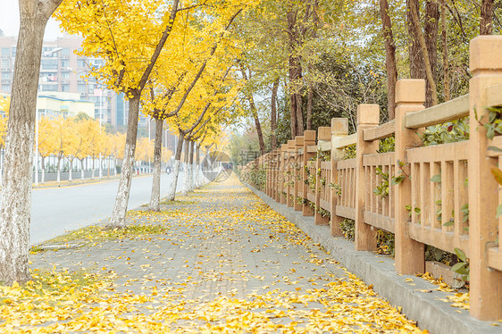 银杏树与人行道图片