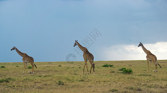 非洲肯尼亚大草原上的长颈鹿图片