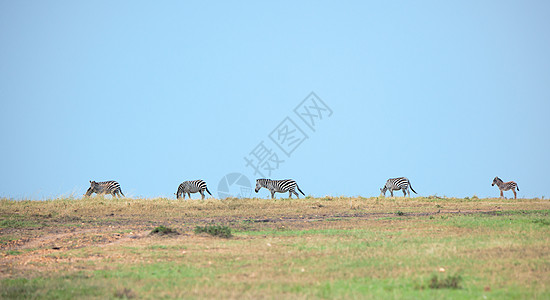 非洲肯尼亚马赛马拉草原上的斑马图片
